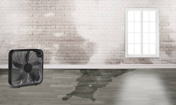 Best Water damage cleanup near me  in Miami Lakes, FL